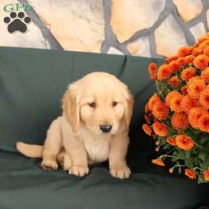 Devon, Golden Retriever Puppy