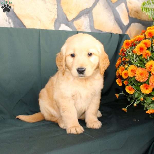 Dorothea, Golden Retriever Puppy