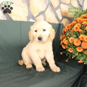 Dustin, Golden Retriever Puppy