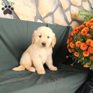 Dwayne, Golden Retriever Puppy