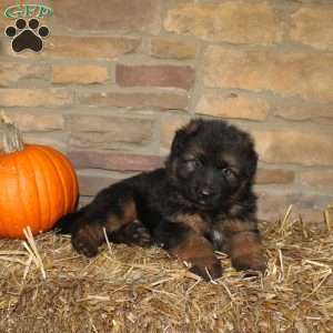 Pine, German Shepherd Puppy