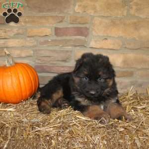 Willow, German Shepherd Puppy