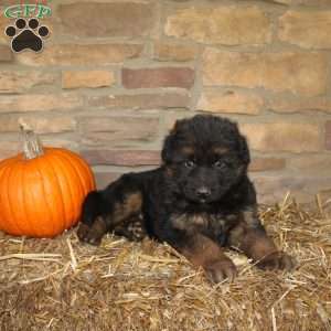 River, German Shepherd Puppy