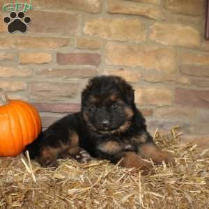 Forrest, German Shepherd Puppy