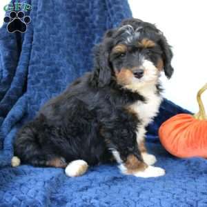 Blossom, Mini Bernedoodle Puppy