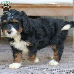 Blossom, Mini Bernedoodle Puppy