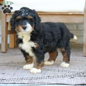 Blossom, Mini Bernedoodle Puppy