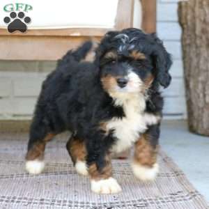 Blossom, Mini Bernedoodle Puppy