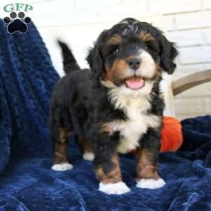 Blossom, Mini Bernedoodle Puppy