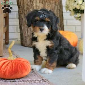 Blossom, Mini Bernedoodle Puppy