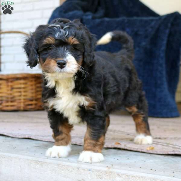 Blossom, Mini Bernedoodle Puppy