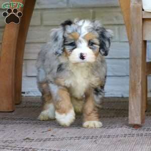 Bella, Mini Bernedoodle Puppy