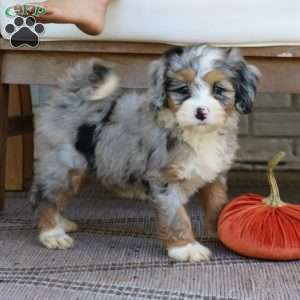 Bella, Mini Bernedoodle Puppy