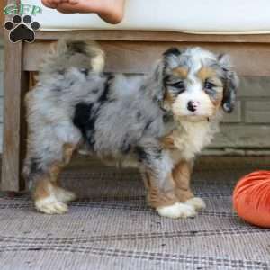 Bella, Mini Bernedoodle Puppy