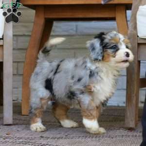 Bella, Mini Bernedoodle Puppy