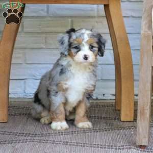 Bella, Mini Bernedoodle Puppy