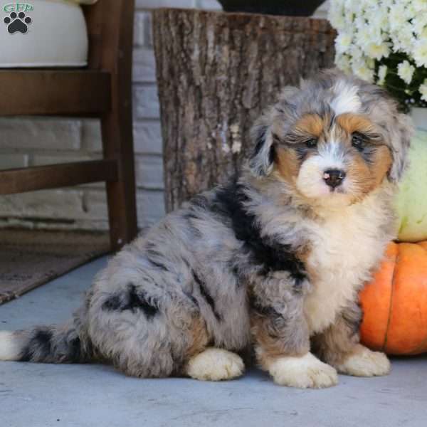 Baxter, Mini Bernedoodle Puppy