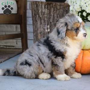 Baxter, Mini Bernedoodle Puppy