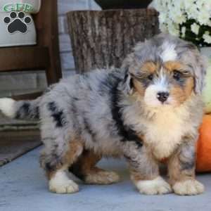Baxter, Mini Bernedoodle Puppy