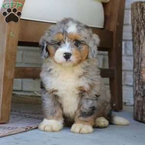 Baxter, Mini Bernedoodle Puppy
