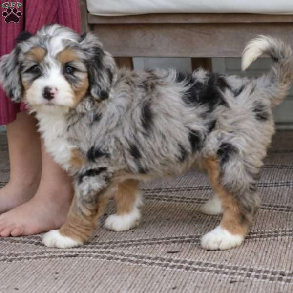 Bella, Mini Bernedoodle Puppy