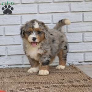 Baxter, Mini Bernedoodle Puppy
