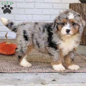 Baxter, Mini Bernedoodle Puppy