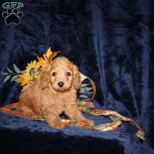 Caleb, Mini Goldendoodle Puppy