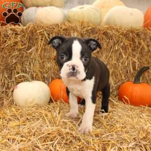 Jared, Boston Terrier Puppy