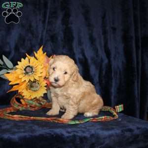 Lydia, Mini Goldendoodle Puppy
