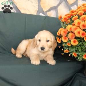 Dorothea, Golden Retriever Puppy