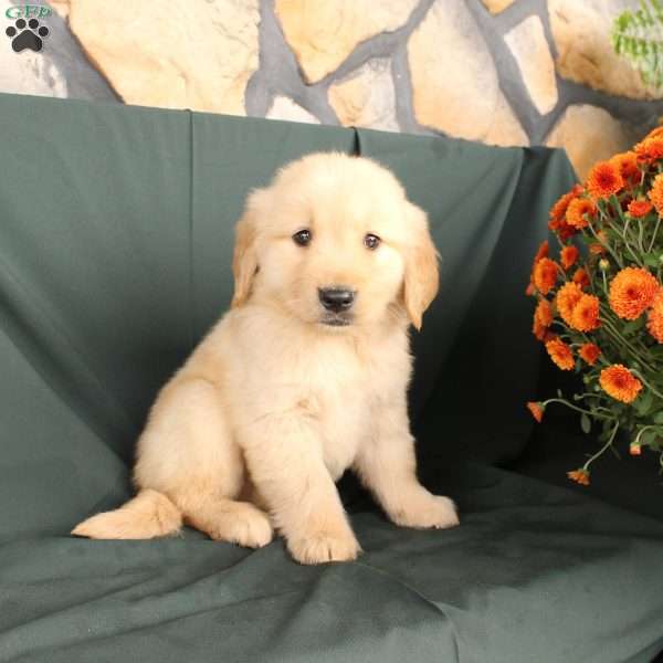 Dwayne, Golden Retriever Puppy