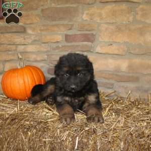 River, German Shepherd Puppy