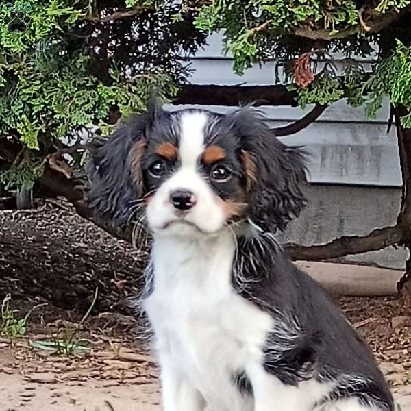 Java, Cavalier King Charles Spaniel Puppy