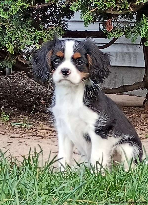 Java (Cavalier King Charles Spaniel, Male) in Pine Grove, PA