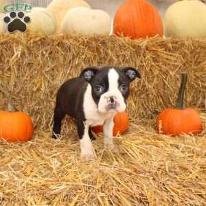 Jared, Boston Terrier Puppy