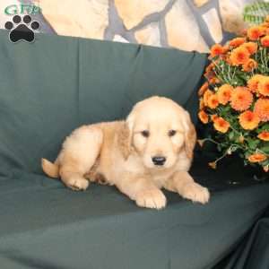 Dorothea, Golden Retriever Puppy