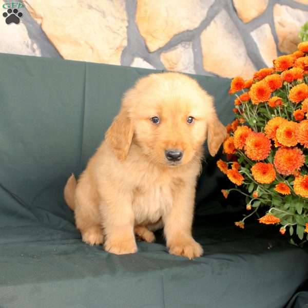 David, Golden Retriever Puppy
