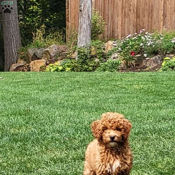 Ginger, Mini Goldendoodle Puppy