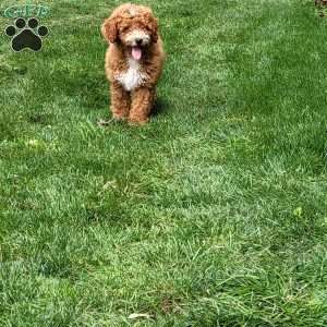 Roxy, Mini Goldendoodle Puppy