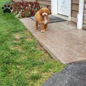 Roxy, Mini Goldendoodle Puppy