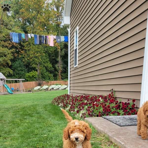 Roxy, Mini Goldendoodle Puppy