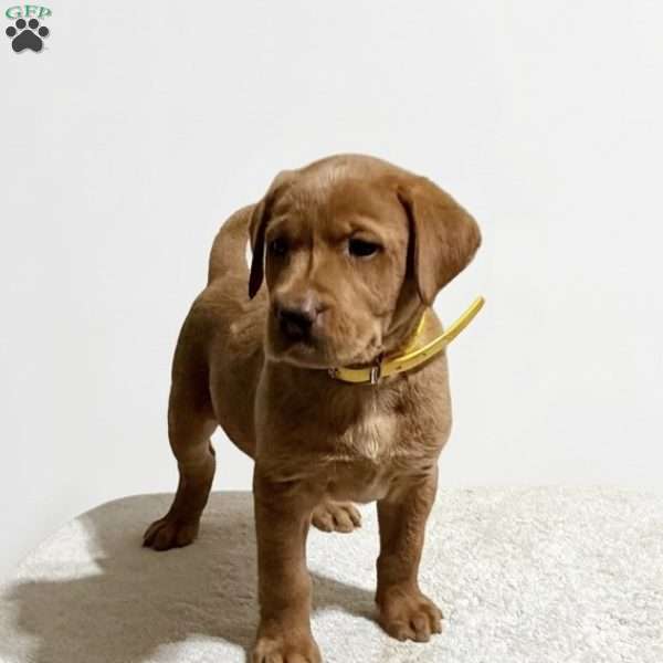 Reese, Fox Red Labrador Retriever Puppy