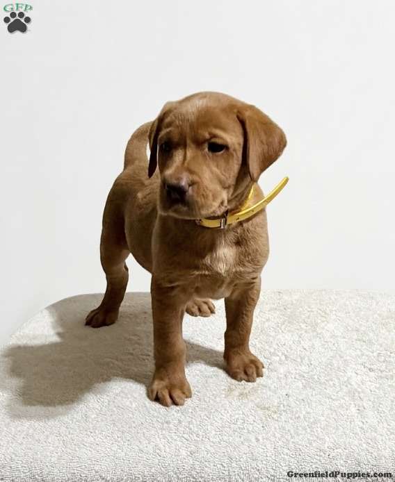 Reese (Labrador, Female) in New Holland, PA