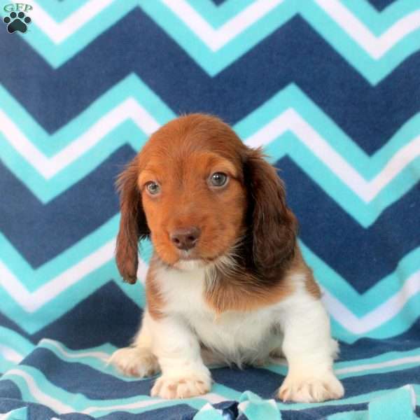Aaron, Dachshund Puppy