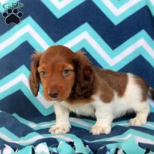 Aaron, Dachshund Puppy