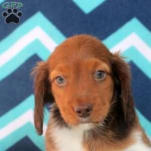 Aaron, Dachshund Puppy