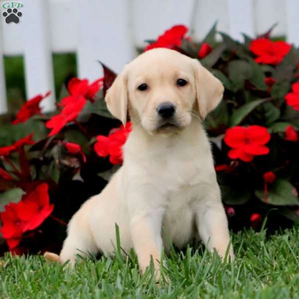 Abby, Yellow Labrador Retriever Puppy