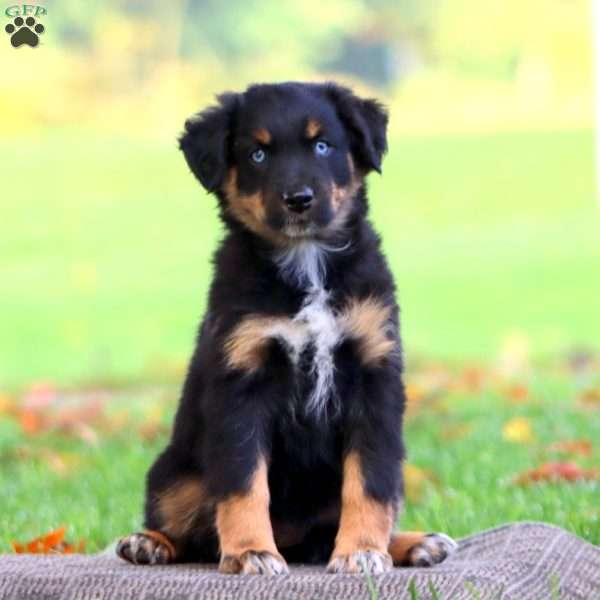 Abby, Australian Shepherd Puppy