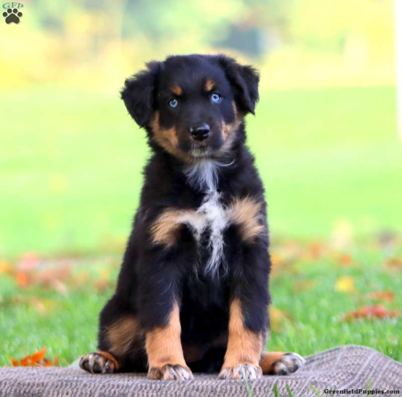 Abby (Australian Shepherd, Female) in Morgantown, PA